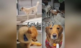 大狗狗在线观看,萌宠奇遇记，在线观看温馨来袭